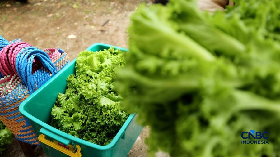 Pekerja memanen sayur hidroponik di Cinangka, Sawangan, Depok, Jawa Barat, Rabu (30/9/2026). Metode menanam dengan menggunakan media hidroponik yang dilakukan oleh Tani Hijaponik , diakui sangat efektif untuk dikembangkan dikawasan padat penduduk. (CNBC Indonesia/Tri Susilo)