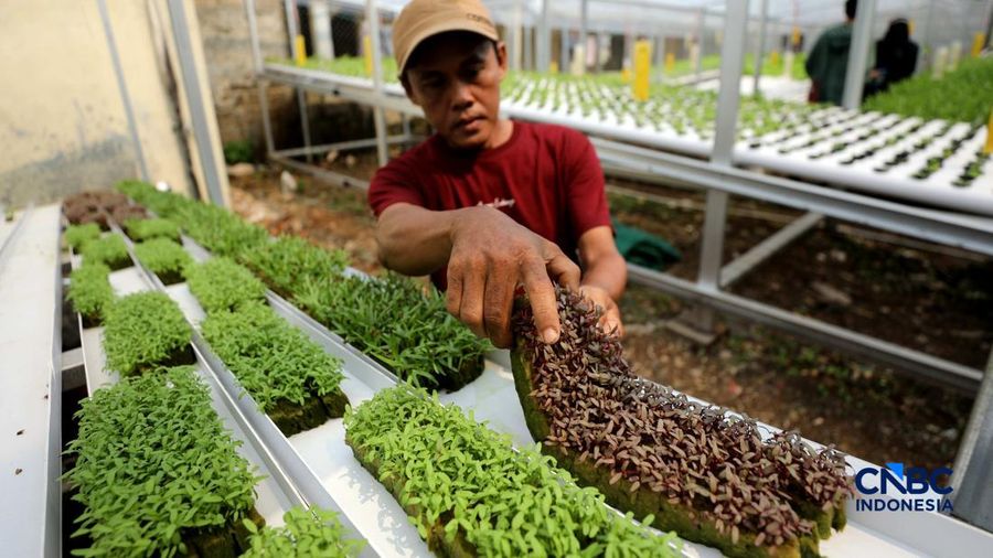Pekerja memanen sayur hidroponik di Cinangka, Sawangan, Depok, Jawa Barat, Rabu (30/9/2026). Metode menanam dengan menggunakan media hidroponik yang dilakukan oleh Tani Hijaponik , diakui sangat efektif untuk dikembangkan dikawasan padat penduduk. (CNBC Indonesia/Tri Susilo)
