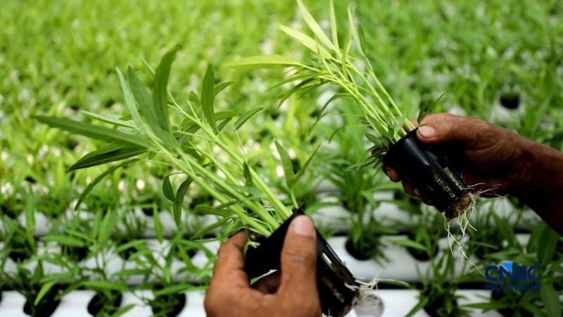 Pekerja memanen sayur hidroponik di Cinangka, Sawangan, Depok, Jawa Barat, Rabu (30/9/2026). Metode menanam dengan menggunakan media hidroponik yang dilakukan oleh Tani Hijaponik , diakui sangat efektif untuk dikembangkan dikawasan padat penduduk. (CNBC Indonesia/Tri Susilo)