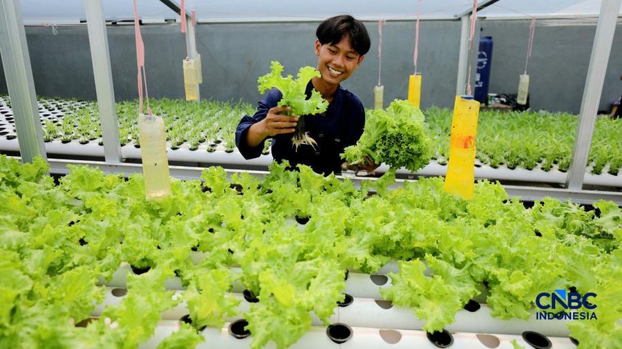 Pekerja memanen sayur hidroponik di Cinangka, Sawangan, Depok, Jawa Barat, Rabu (30/9/2026). Metode menanam dengan menggunakan media hidroponik yang dilakukan oleh Tani Hijaponik , diakui sangat efektif untuk dikembangkan dikawasan padat penduduk. (CNBC Indonesia/Tri Susilo)