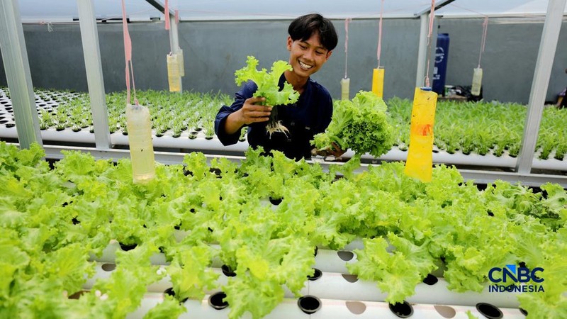 Pekerja memanen sayur hidroponik di Cinangka, Sawangan, Depok, Jawa Barat, Rabu (30/9/2026). Metode menanam dengan menggunakan media hidroponik yang dilakukan oleh Tani Hijaponik , diakui sangat efektif untuk dikembangkan dikawasan padat penduduk. (CNBC Indonesia/Tri Susilo)