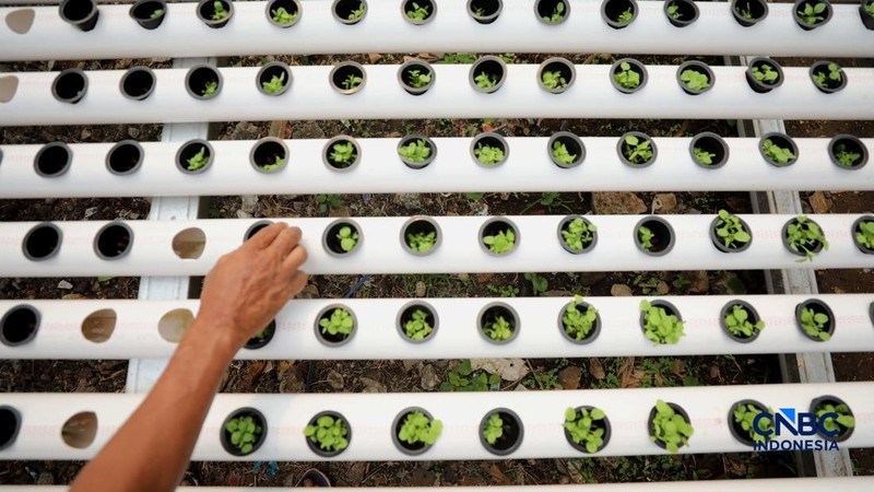 Pekerja memanen sayur hidroponik di Cinangka, Sawangan, Depok, Jawa Barat, Rabu (30/9/2026). Metode menanam dengan menggunakan media hidroponik yang dilakukan oleh Tani Hijaponik , diakui sangat efektif untuk dikembangkan dikawasan padat penduduk. (CNBC Indonesia/Tri Susilo)