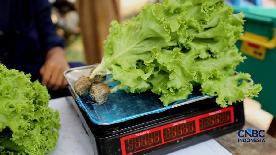 Pekerja memanen sayur hidroponik di Cinangka, Sawangan, Depok, Jawa Barat, Rabu (30/9/2026). Metode menanam dengan menggunakan media hidroponik yang dilakukan oleh Tani Hijaponik , diakui sangat efektif untuk dikembangkan dikawasan padat penduduk. (CNBC Indonesia/Tri Susilo)