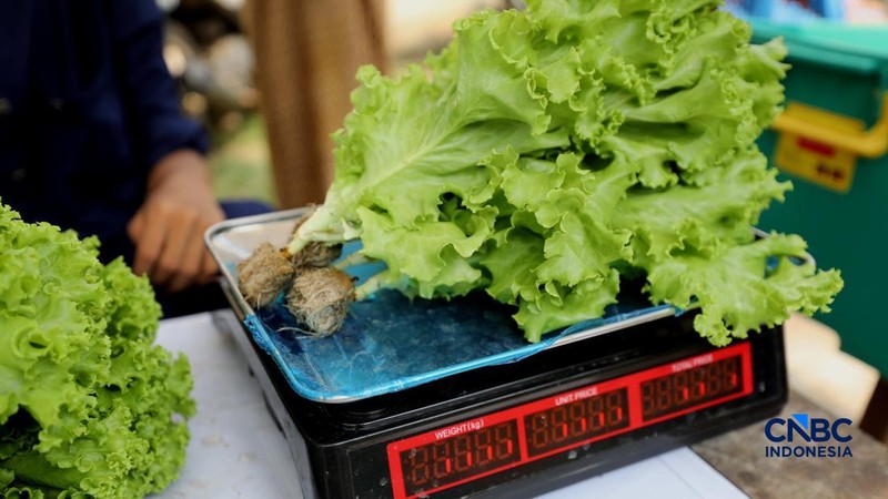 Pekerja memanen sayur hidroponik di Cinangka, Sawangan, Depok, Jawa Barat, Rabu (30/9/2026). Metode menanam dengan menggunakan media hidroponik yang dilakukan oleh Tani Hijaponik , diakui sangat efektif untuk dikembangkan dikawasan padat penduduk. (CNBC Indonesia/Tri Susilo)
