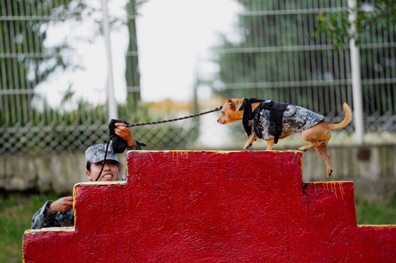 Seorang anggota Garda Nasional memakaikan helm pada Comando&mdash;seekor anjing Chihuahua yang diadopsi oleh Garda Nasional Meksiko dan telah menjadi salah satu sosok publik paling dikenal dari kesatuan tersebut berkat penampilannya dalam berbagai upacara serta acara masyarakat&mdash;di sebuah pangkalan militer di Mexico City, Meksiko, pada 29 September 2026. (REUTERS/Toya Sarno Jordan)