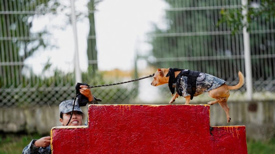 Prajurit Garda Nasional Maritza Medina Mendez memandu Comando—seekor anjing Chihuahua yang diadopsi oleh Garda Nasional Meksiko dan telah menjadi salah satu wajah publik paling dikenal dari kesatuan tersebut berkat penampilannya dalam berbagai upacara serta acara komunitas—melewati latihan rintangan di sebuah pangkalan militer di Mexico City, Meksiko, pada 29 September 2026.