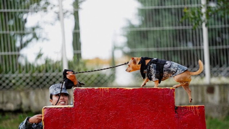 Prajurit Garda Nasional Maritza Medina Mendez memandu Comando—seekor anjing Chihuahua yang diadopsi oleh Garda Nasional Meksiko dan telah menjadi salah satu wajah publik paling dikenal dari kesatuan tersebut berkat penampilannya dalam berbagai upacara serta acara komunitas—melewati latihan rintangan di sebuah pangkalan militer di Mexico City, Meksiko, pada 29 September 2026.