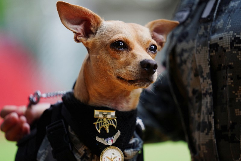 Seorang anggota Garda Nasional memakaikan helm pada Comando&mdash;seekor anjing Chihuahua yang diadopsi oleh Garda Nasional Meksiko dan telah menjadi salah satu sosok publik paling dikenal dari kesatuan tersebut berkat penampilannya dalam berbagai upacara serta acara masyarakat&mdash;di sebuah pangkalan militer di Mexico City, Meksiko, pada 29 September 2026. (REUTERS/Toya Sarno Jordan)