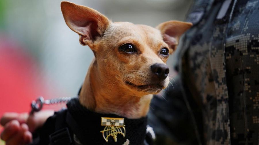 Seorang anggota Garda Nasional berdiri di samping Comando, seekor anjing Chihuahua yang diadopsi oleh Garda Nasional Meksiko dan telah menjadi salah satu wajah publik paling dikenal dari kesatuan tersebut melalui kehadirannya dalam berbagai upacara serta acara masyarakat, di sebuah pangkalan militer di Mexico City, Meksiko, pada 29 September 2026.