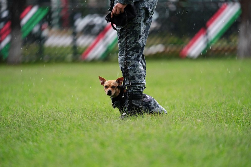 Seorang anggota Garda Nasional memakaikan helm pada Comando&mdash;seekor anjing Chihuahua yang diadopsi oleh Garda Nasional Meksiko dan telah menjadi salah satu sosok publik paling dikenal dari kesatuan tersebut berkat penampilannya dalam berbagai upacara serta acara masyarakat&mdash;di sebuah pangkalan militer di Mexico City, Meksiko, pada 29 September 2026. (REUTERS/Toya Sarno Jordan)
