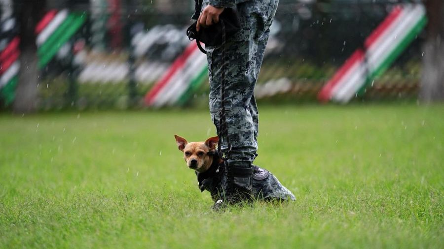 Seorang anggota Garda Nasional berdiri di samping Comando, seekor anjing Chihuahua yang diadopsi oleh Garda Nasional Meksiko dan telah menjadi salah satu wajah publik paling dikenal dari kesatuan tersebut melalui kehadirannya dalam berbagai upacara serta acara komunitas, di sebuah pangkalan militer di Mexico City, Meksiko, pada 29 September 2026.