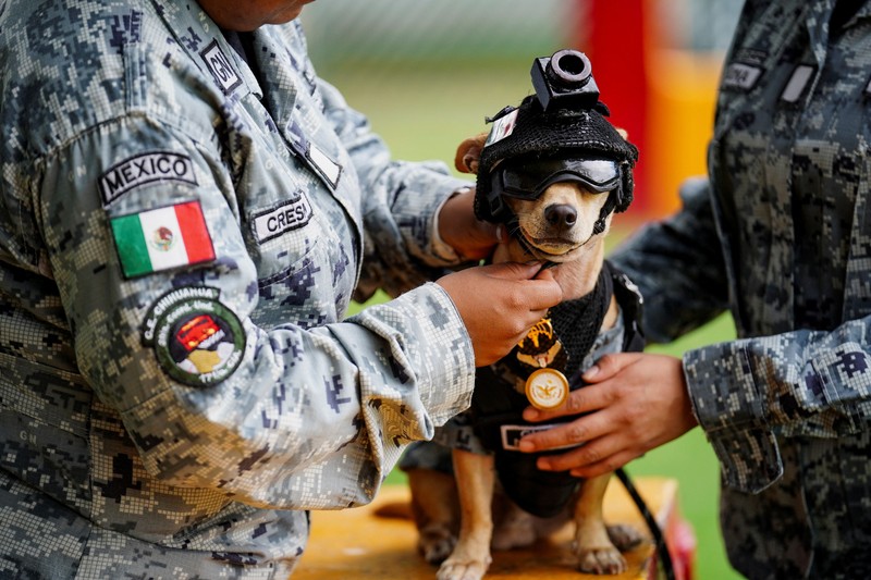 Seorang anggota Garda Nasional memakaikan helm pada Comando&mdash;seekor anjing Chihuahua yang diadopsi oleh Garda Nasional Meksiko dan telah menjadi salah satu sosok publik paling dikenal dari kesatuan tersebut berkat penampilannya dalam berbagai upacara serta acara masyarakat&mdash;di sebuah pangkalan militer di Mexico City, Meksiko, pada 29 September 2026. (REUTERS/Toya Sarno Jordan)