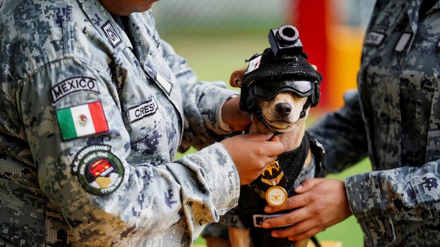 Seorang anggota Garda Nasional memakaikan helm pada Comandoseekor anjing Chihuahua yang diadopsi oleh Garda Nasional Meksiko dan telah menjadi salah satu sosok publik paling dikenal dari kesatuan tersebut berkat penampilannya dalam berbagai upacara s
