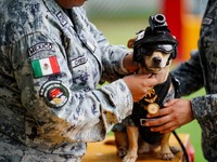 Seorang anggota Garda Nasional memakaikan helm pada Comandoseekor anjing Chihuahua yang diadopsi oleh Garda Nasional Meksiko dan telah menjadi salah satu sosok publik paling dikenal dari kesatuan tersebut berkat penampilannya dalam berbagai upacara s
