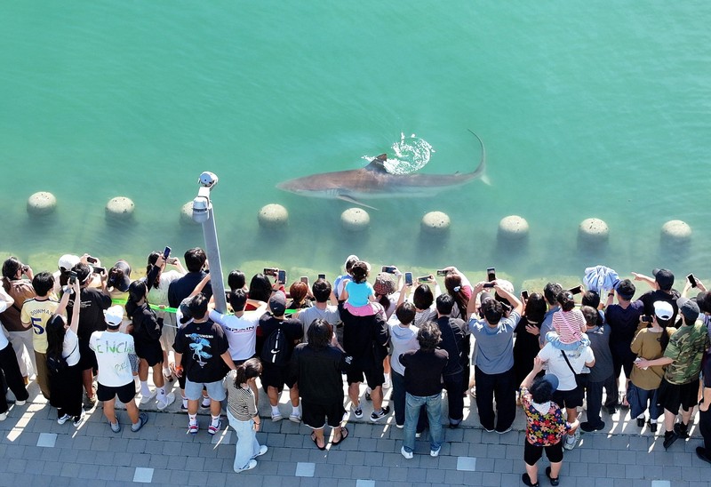 Orang-orang memotret seekor hiu yang terjebak di sebuah kanal sejak 18 September di Busan, Korea Selatan, pada 20 September 2026. (Yonhap via REUTERS)