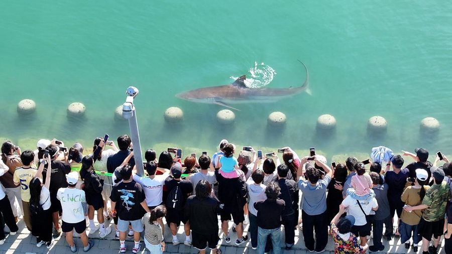 Orang-orang memotret seekor hiu yang terjebak di sebuah kanal sejak 18 September di Busan, Korea Selatan, pada 20 September 2026. (Yonhap via REUTERS)