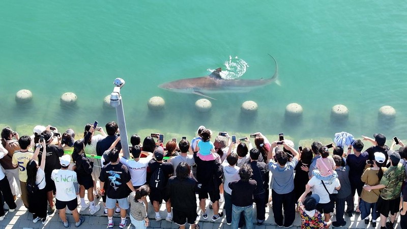 Orang-orang memotret seekor hiu yang terjebak di sebuah kanal sejak 18 September di Busan, Korea Selatan, pada 20 September 2026. (Yonhap via REUTERS)