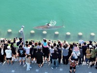 Orang-orang memotret seekor hiu yang terjebak di sebuah kanal sejak 18 September di Busan, Korea Selatan, pada 20 September 2026. (Yonhap via REUTERS)