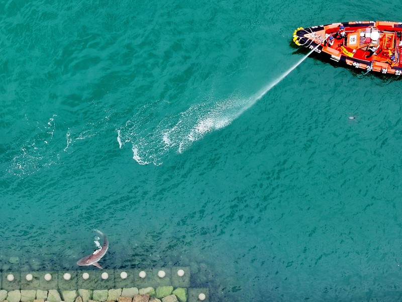 Orang-orang memotret seekor hiu yang terjebak di sebuah kanal sejak 18 September di Busan, Korea Selatan, pada 20 September 2026. (Yonhap via REUTERS)