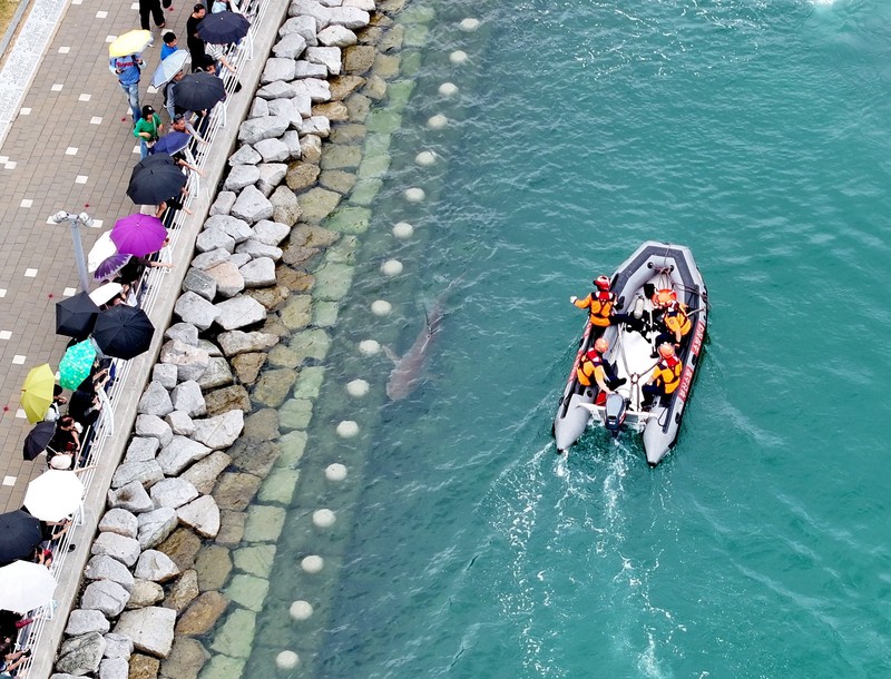 Orang-orang memotret seekor hiu yang terjebak di sebuah kanal sejak 18 September di Busan, Korea Selatan, pada 20 September 2026. (Yonhap via REUTERS)