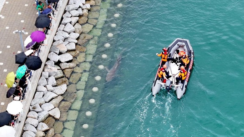 Petugas pemadam kebakaran mengarahkan seekor hiu yang terjebak di kanal sejak 18 September menuju laut lepas di Busan, Korea Selatan, pada 29 September 2026.