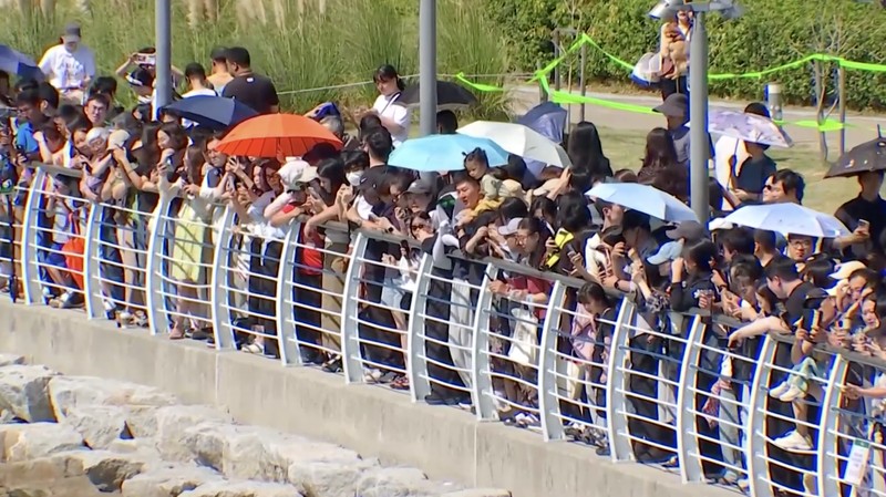 Orang-orang memotret seekor hiu yang terjebak di sebuah kanal sejak 18 September di Busan, Korea Selatan, pada 20 September 2026. (Yonhap via REUTERS)