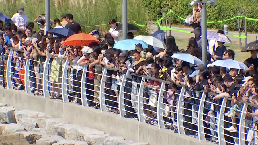 Seekor hiu yang terjebak di saluran air buatan manusia di kota pelabuhan Busan, Korea Selatan, telah menarik lebih dari 600.000 pengunjung. Hal tersebut dilaporkan media setempat pada Selasa (29/9/2026).