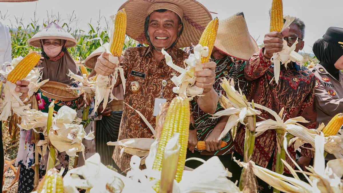 Produksi Jagung Jateng Tembus 2,68 Juta Ton, Jadi Lumbung Pangan Nasional — NadiKabar.com