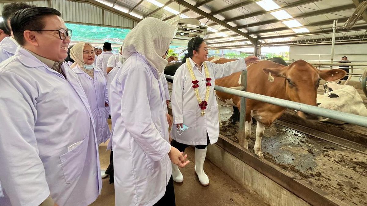 Kebut Swasembada Susu, Pemerintah Targetkan Penambahan 600 Ribu Sapi Perah — NadiKabar.com
