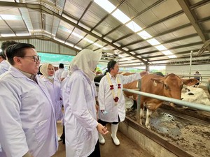 Kebut Swasembada Susu, Pemerintah Targetkan Penambahan 600 Ribu Sapi Perah
