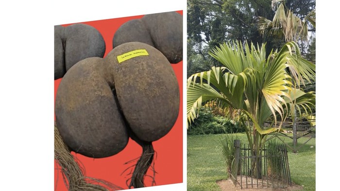 Lodoicea maldivica (J.F. Gmel), palma endemik Kepulauan Seychelles Madagaskar- Afrika Selatan yang dikenal sebagai coco de mer. (Dok. Kebun Raya Bogor)