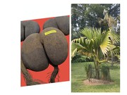 Lodoicea maldivica (J.F. Gmel), palma endemik Kepulauan Seychelles Madagaskar- Afrika Selatan yang dikenal sebagai coco de mer. (Dok. Kebun Raya Bogor)