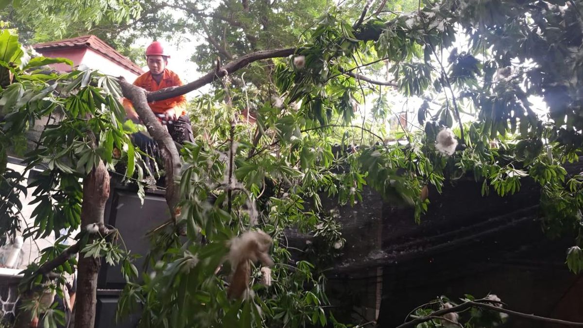 Hujan Disertai Angin Kencang, Pohon Tumbang Timpa Kafe dan Motor di Bogor — NadiKabar.com
