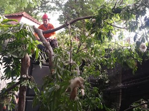Hujan Disertai Angin Kencang, Pohon Tumbang Timpa Kafe dan Motor di Bogor