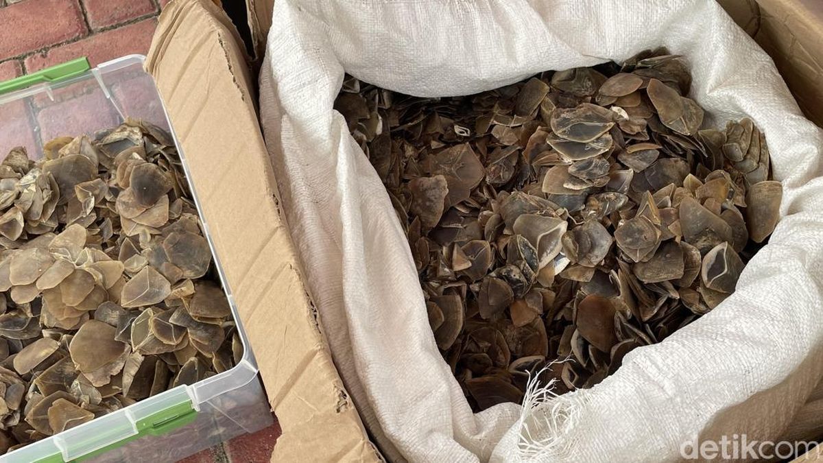 Polisi Bongkar Penjualan Sisik Trenggiling Dikamuflase Jadi Ikan Asin di Bekasi — NadiKabar.com