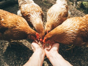 Pelihara Ayam di Rumah saat Musim Flu? Ini Saran Pakar Biar Tetap Sehat