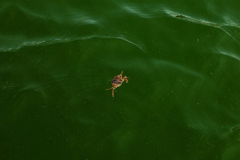 Air laut di wilayah lepas pantai timur Thailand menjadi hijau pekat, Kamis (1/10/2026). Fenomena ini terjadi di Pesisir Chonburi yang terkenal dengan peternakan kerang. (REUTERS/Athit Perawongmetha)