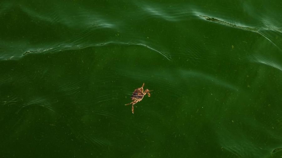 Air laut di wilayah lepas pantai timur Thailand menjadi hijau pekat, Kamis (1/10/2026). Fenomena ini terjadi di Pesisir Chonburi yang terkenal dengan peternakan kerang. (REUTERS/Athit Perawongmetha)