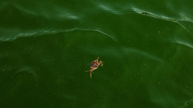 Air laut di wilayah lepas pantai timur Thailand menjadi hijau pekat, Kamis (1/10/2026). Fenomena ini terjadi di Pesisir Chonburi yang terkenal dengan peternakan kerang. (REUTERS/Athit Perawongmetha)