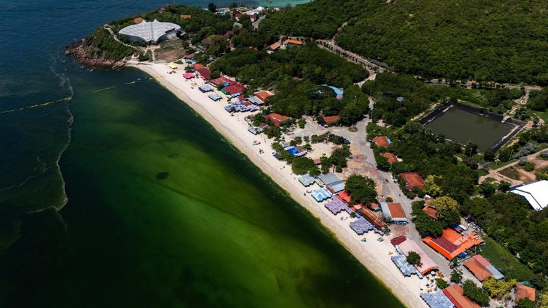 Air laut di wilayah lepas pantai timur Thailand menjadi hijau pekat, Kamis (1/10/2026). Fenomena ini terjadi di Pesisir Chonburi yang terkenal dengan peternakan kerang. (REUTERS/Athit Perawongmetha)