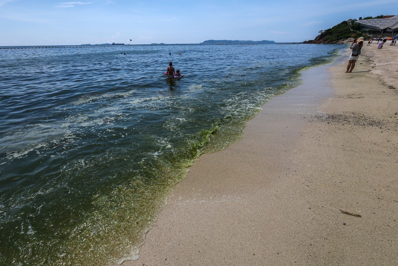 Air laut di wilayah lepas pantai timur Thailand menjadi hijau pekat, Kamis (1/10/2026). Fenomena ini terjadi di Pesisir Chonburi yang terkenal dengan peternakan kerang. (REUTERS/Athit Perawongmetha)