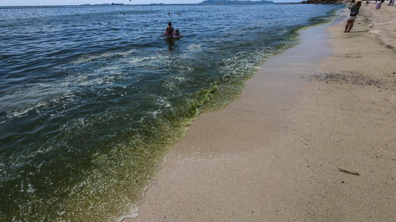 Air laut di wilayah lepas pantai timur Thailand menjadi hijau pekat, Kamis (1/10/2026). Fenomena ini terjadi di Pesisir Chonburi yang terkenal dengan peternakan kerang. (REUTERS/Athit Perawongmetha)