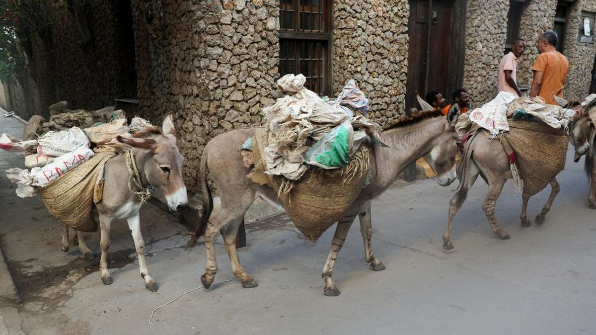 Keledai Jadi Transportasi Utama Angkut Barang di Pulau Lamu Kenya — NadiKabar.com