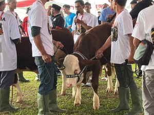 Kontes Sapi Piala Presiden 2026 di Bogor Momentum Majukan Peternak