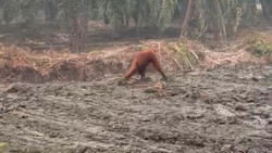 Kasihan, Orang Utan Terlihat Berjalan Kebingungan di Lahan Sisa Karhutla