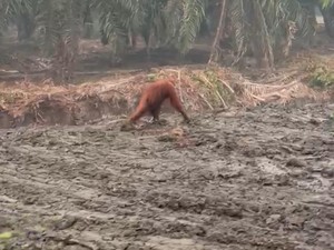 BKSDA Temukan Tiga Sarang Orang Utan di Kebun Karet dan Rotan Warga Kotim
