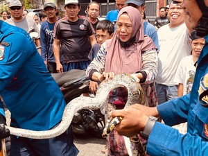 Ular Piton 4 Meter Masuk Drainase Rumah Warga di Makassar