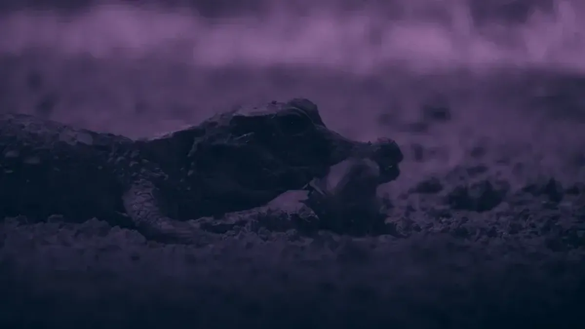 Buaya Terkecil Dunia Terekam Menyambar Kelelawar di Gua — NadiKabar.com