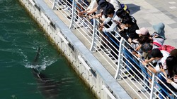 Hiu 3,5 Meter Terjebak di Kanal Busan, Upaya Penyelamatan Masih Gagal