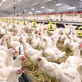 Ilustrasi peternak ayam. (detikcom)